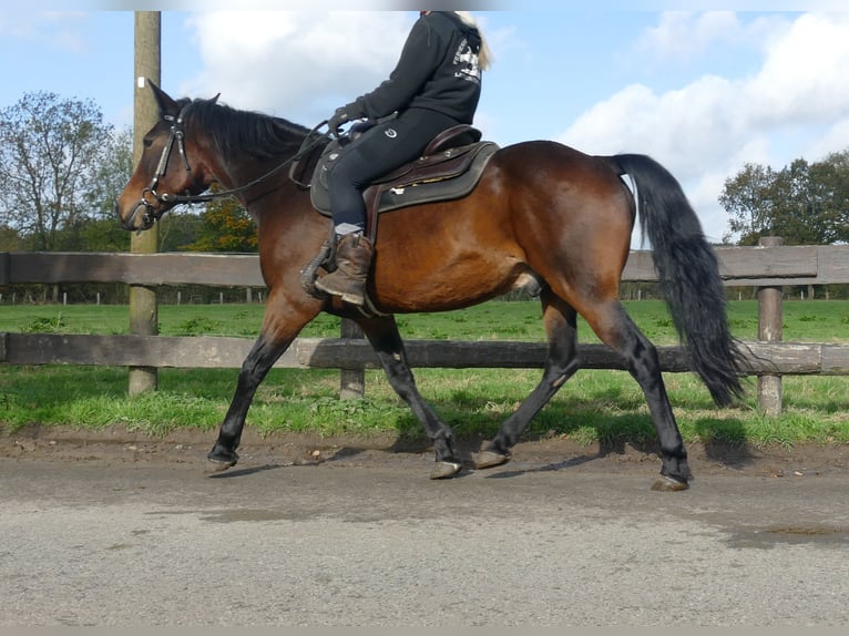 Andra raser Valack 8 år 149 cm Brun in Lathen