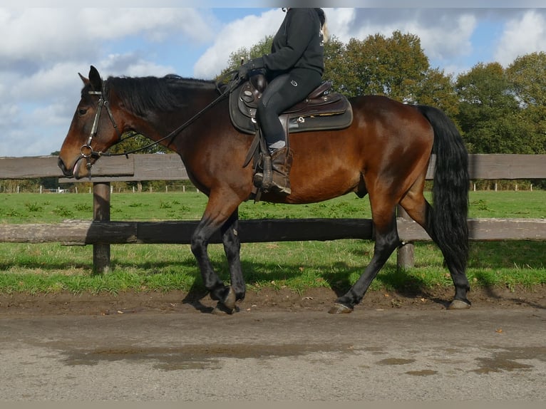 Andra raser Valack 8 år 149 cm Brun in Lathen