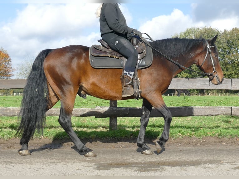 Andra raser Valack 8 år 149 cm Brun in Lathen