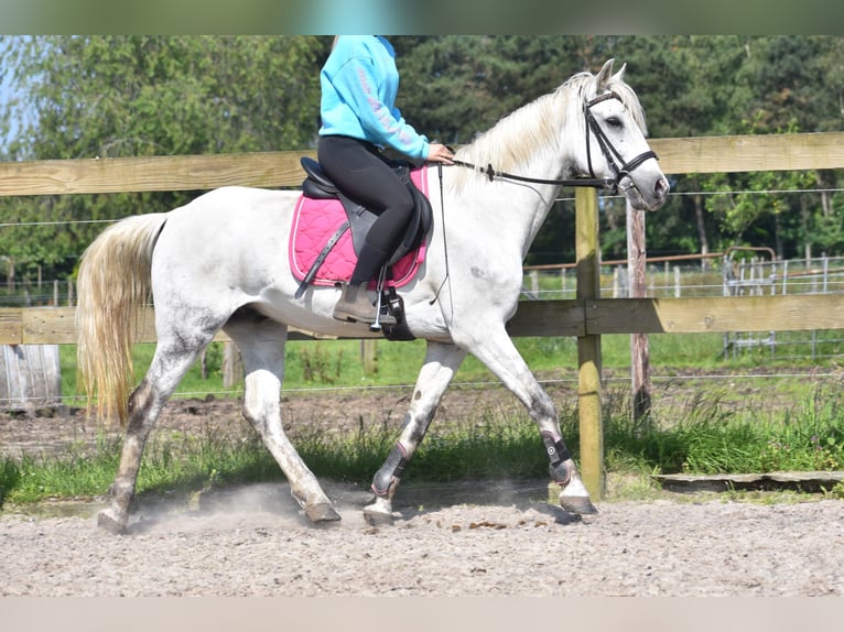 Andra raser Valack 9 år 151 cm Grå in Achtmaal