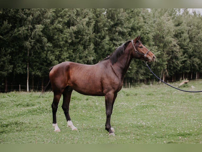 Andra raser Blandning Valack 9 år 170 cm Brun in Mallavere