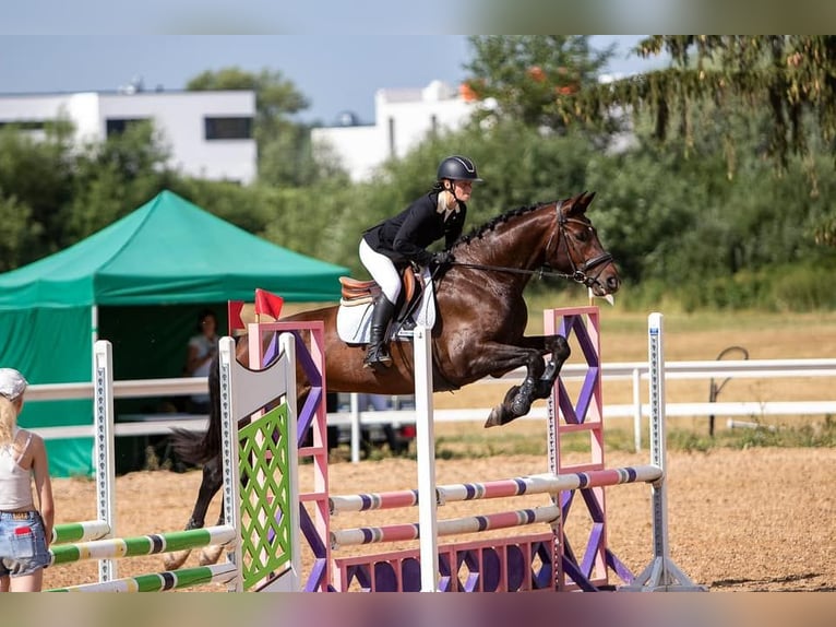 Andra raser Blandning Valack 9 år 170 cm Brun in Mallavere