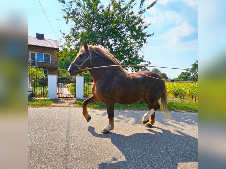 Andra tunga hästar Hingst 14 år 165 cm fux in Sierskowola