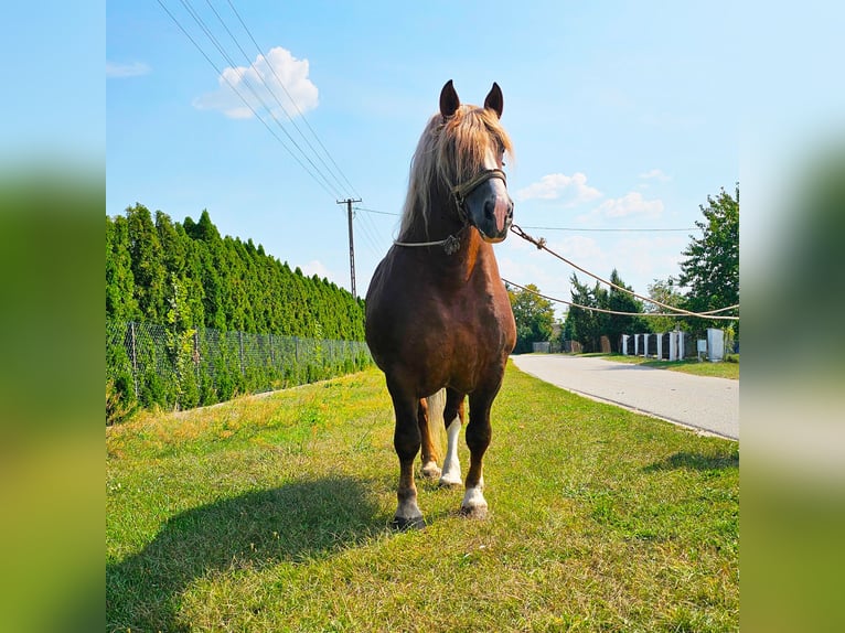 Andra tunga hästar Hingst 14 år 165 cm fux in Sierskowola