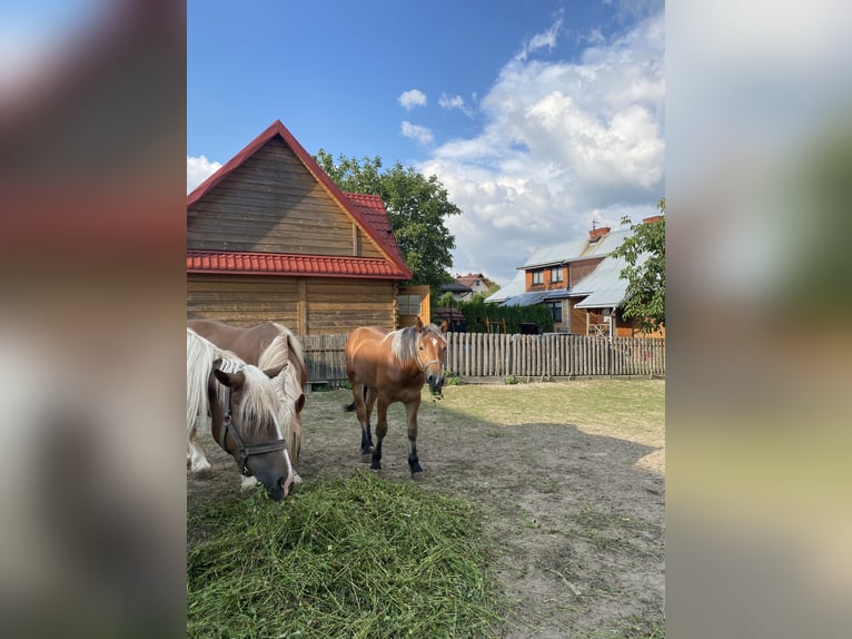 Andra tunga hästar Hingst 1 år Brun in Łuszczacz