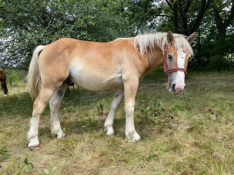 Andra tunga hästar Hingst 1 år in Owiesno