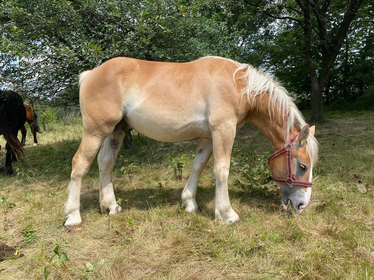 Andra tunga hästar Hingst 1 år in Owiesno