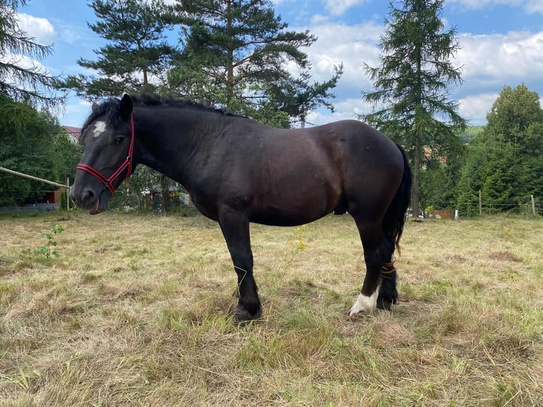 Andra tunga hästar Hingst 2 år in Owiesno