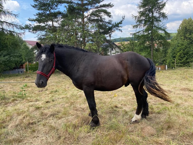 Andra tunga hästar Hingst 2 år in Owiesno