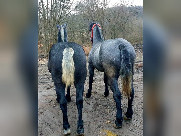Andra tunga hästar Hingst 3 år 170 cm Grå in Budapest