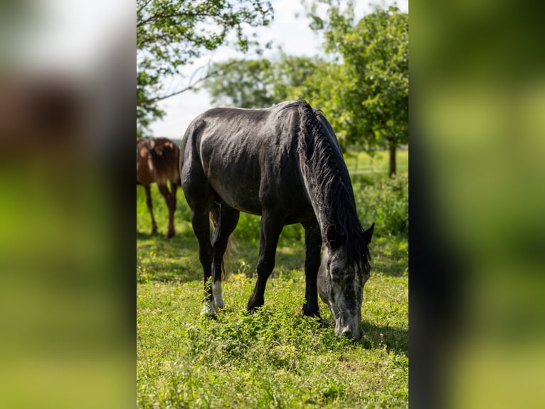 Andra tunga hästar Blandning Hingst 4 år 155 cm Gråskimmel in Staßfurt