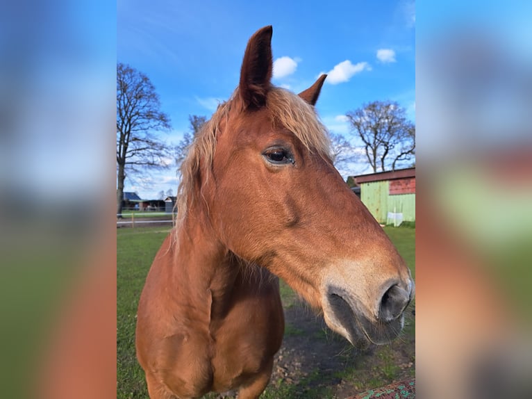 Andra tunga hästar Sto 13 år 150 cm in Königshügel