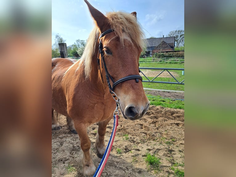 Andra tunga hästar Sto 13 år 150 cm in Königshügel