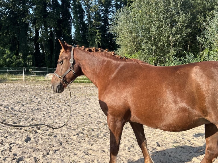 Andra tunga hästar Blandning Sto 17 år 160 cm in Mescherin