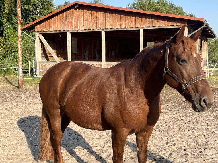 Andra tunga hästar Blandning Sto 17 år 160 cm in Mescherin