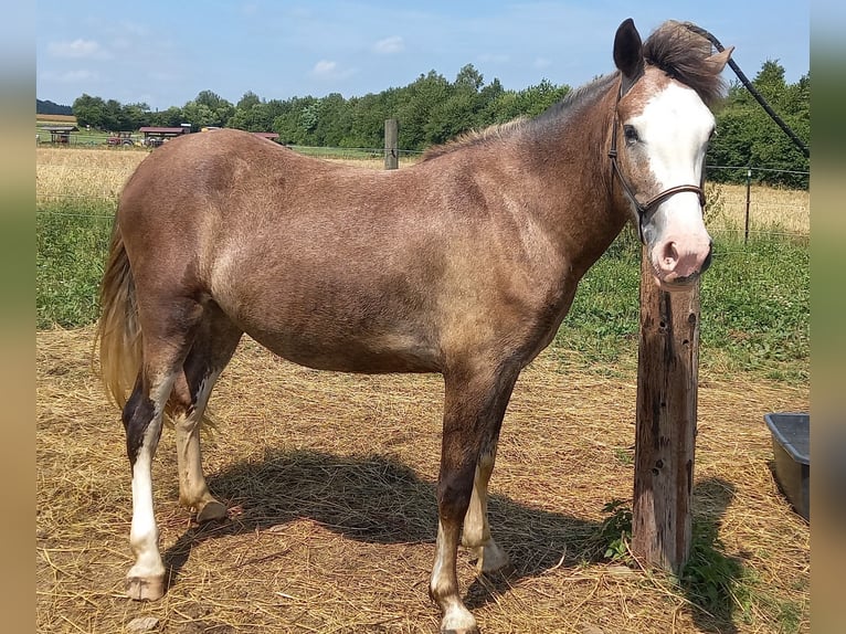 Andra tunga hästar Blandning Sto 3 år 148 cm Braunfalbschimmel in Gföhl