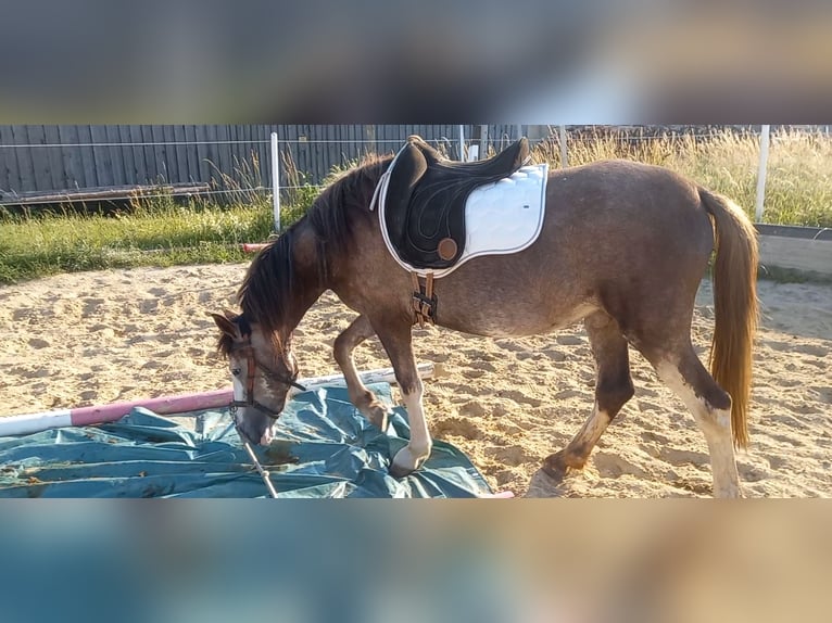 Andra tunga hästar Blandning Sto 3 år 148 cm Braunfalbschimmel in Gföhl