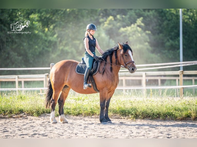 Andra tunga hästar Blandning Sto 4 år 156 cm Brun in Herzberg am Harz