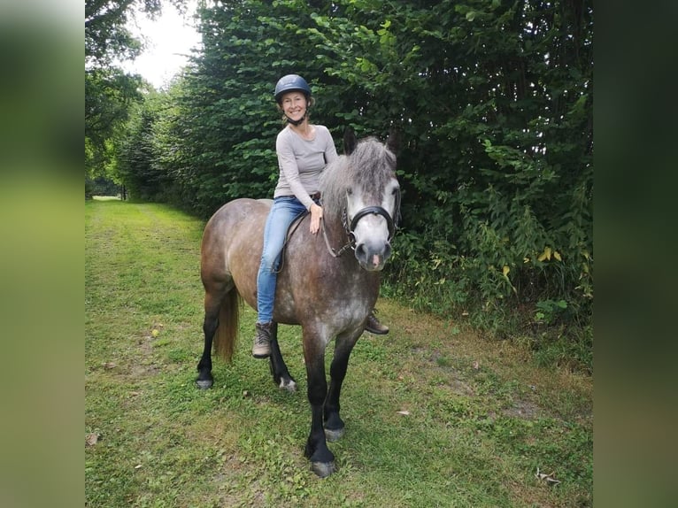 Andra tunga hästar Sto 5 år 150 cm Gråskimmel in Rader Insel