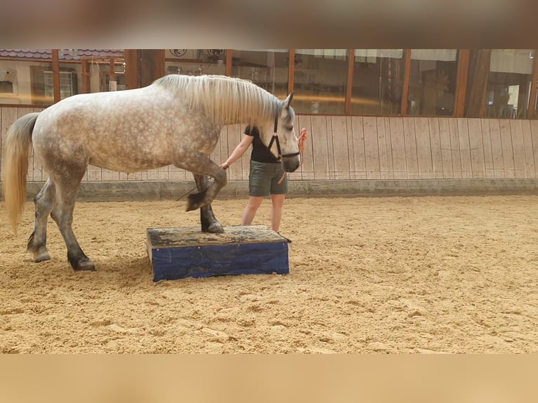 Andra tunga hästar Sto 5 år 155 cm Grå in Wassertrüdingen