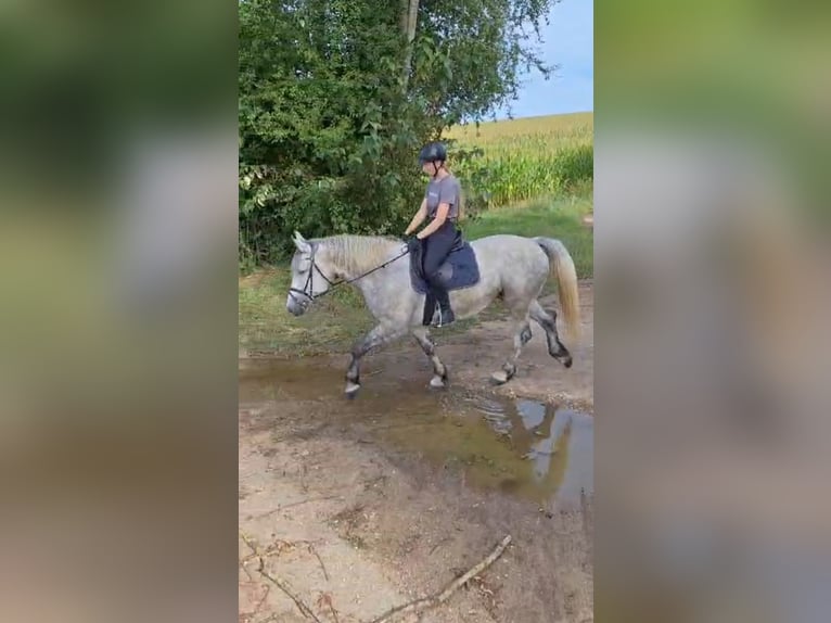 Andra tunga hästar Sto 5 år 155 cm Grå in Wassertrüdingen