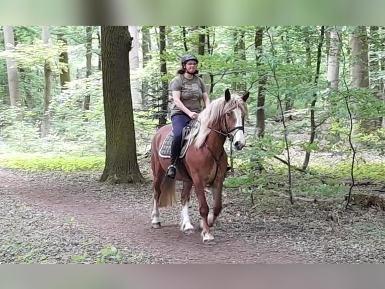Andra tunga hästar Sto 5 år 162 cm fux in Braunschweig