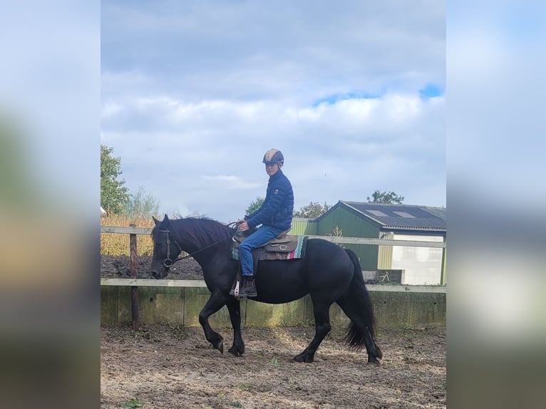 Andra tunga hästar Blandning Sto 6 år 158 cm Svart in Eemnes