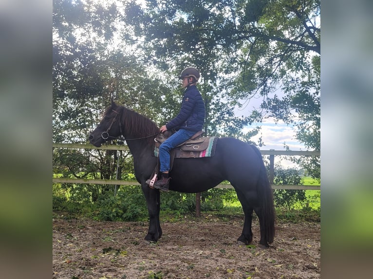 Andra tunga hästar Blandning Sto 6 år 158 cm Svart in Eemnes