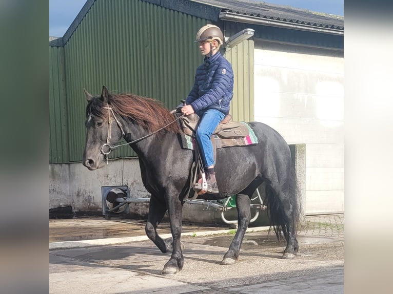 Andra tunga hästar Blandning Sto 6 år 158 cm Svart in Eemnes