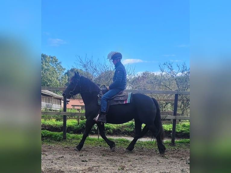 Andra tunga hästar Blandning Sto 6 år 158 cm Svart in Eemnes