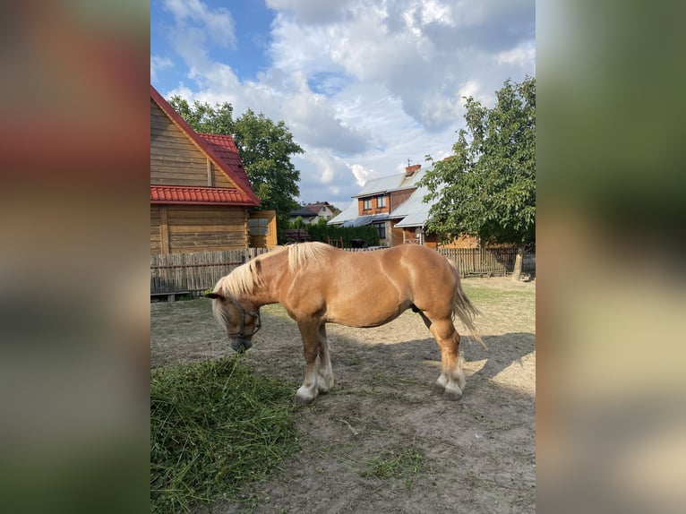 Andra tunga hästar Sto 6 år fux in Łuszczacz