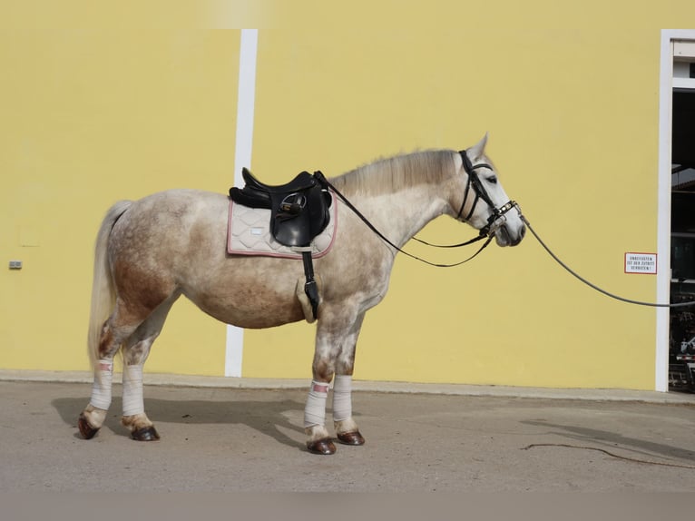 Andra tunga hästar Blandning Sto 8 år 163 cm Gråskimmel in Wien, Donaustadt