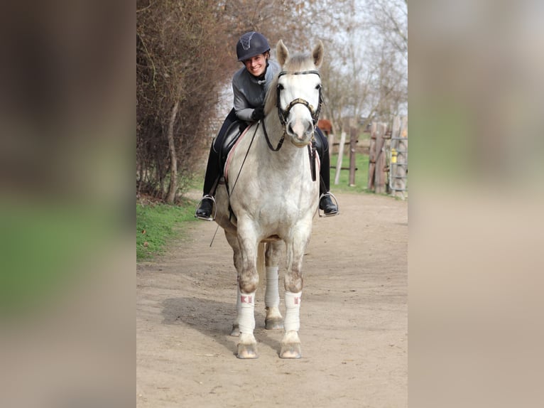 Andra tunga hästar Blandning Sto 8 år 165 cm Grå in Wien