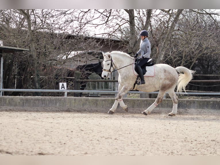 Andra tunga hästar Blandning Sto 8 år 165 cm Grå in Wien