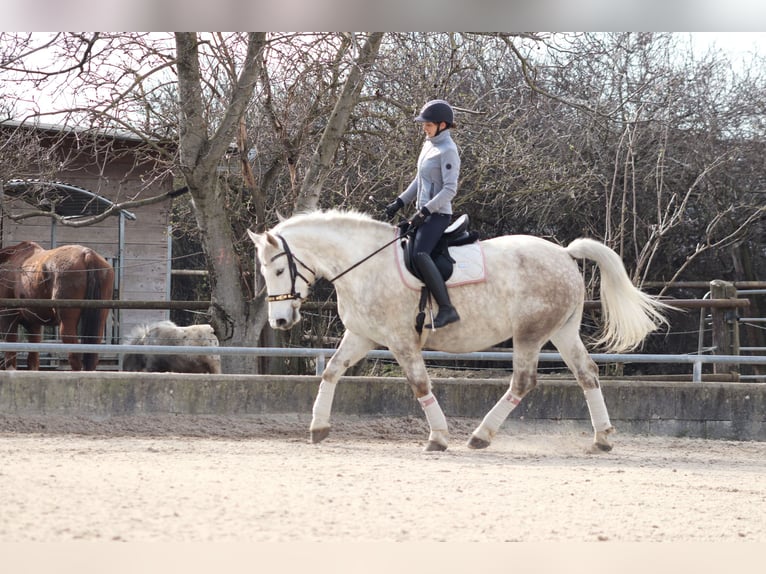 Andra tunga hästar Blandning Sto 8 år 165 cm Grå in Wien