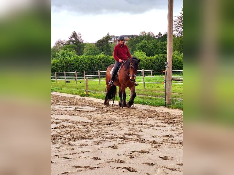 Andra tunga hästar Valack 10 år 160 cm Brun in Viersen