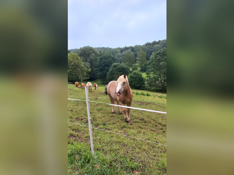 Andra tunga hästar Valack 21 år 155 cm in Gilserberg