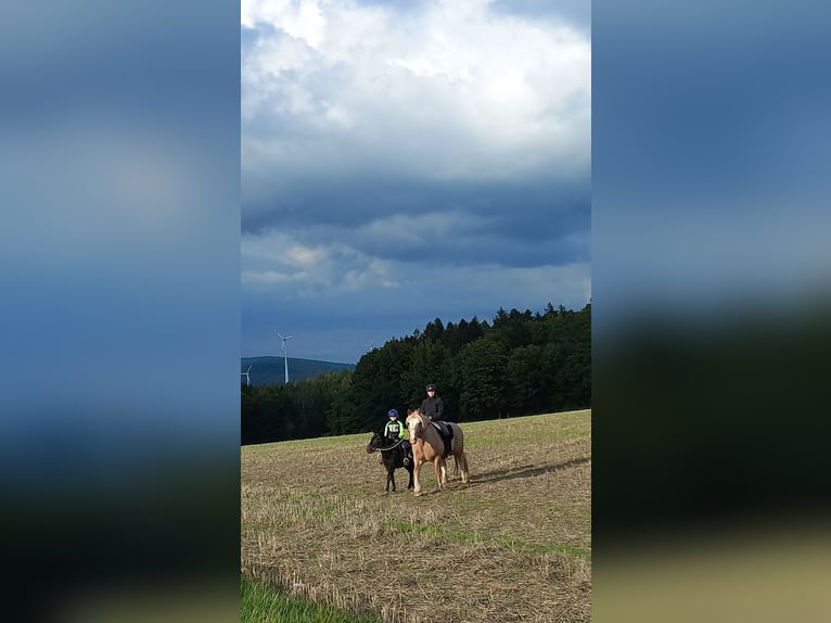 Andra tunga hästar Blandning Valack 21 år 155 cm Grå-röd-brun in Gilserberg