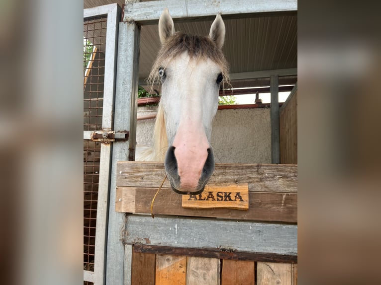 Andra tunga hästar Valack 3 år 154 cm Grå in Collepasso