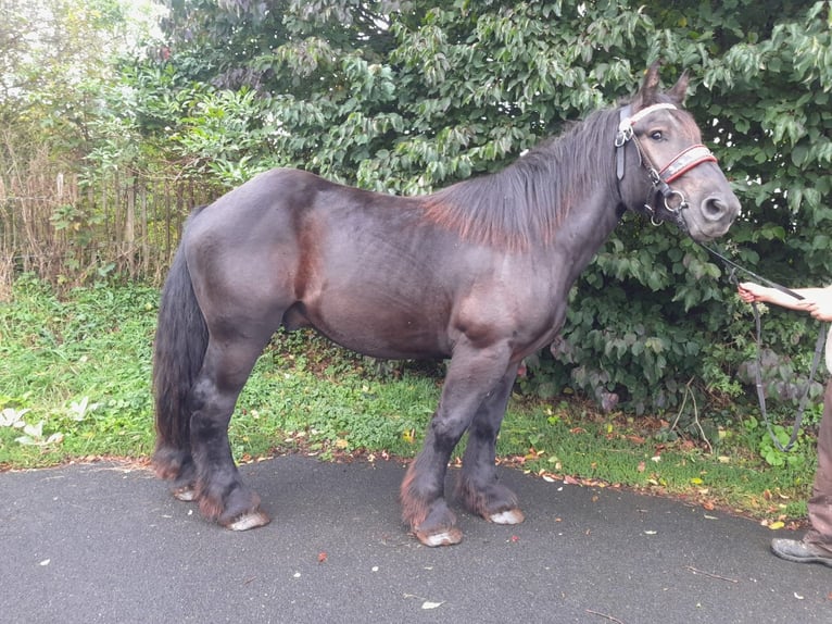 Andra tunga hästar Valack 3 år 160 cm Svart in Nettersheim