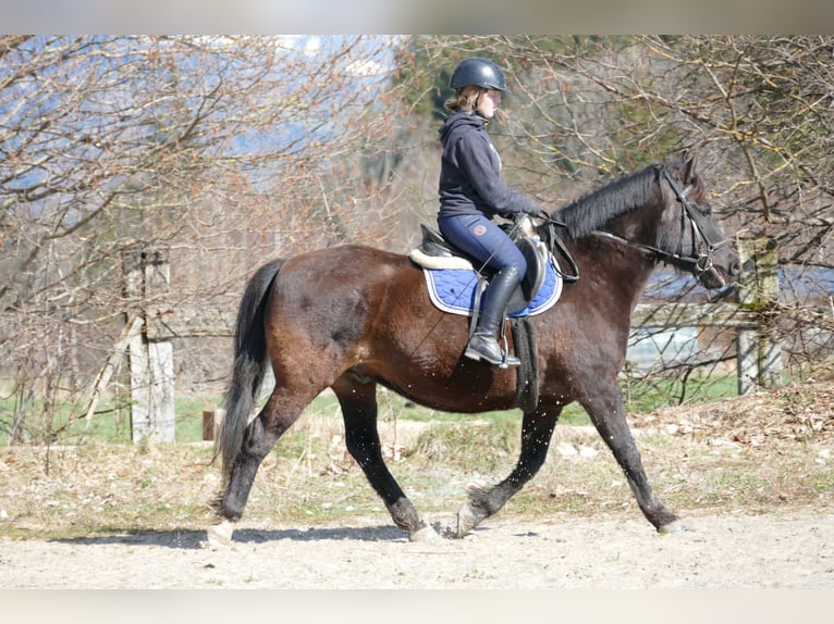 Andra tunga hästar Valack 6 år 149 cm Mörkbrun in Ramsau