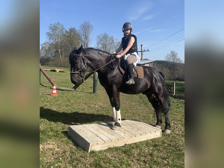 Andra tunga hästar Valack 6 år 170 cm Svart in St.oswald Bei Fr