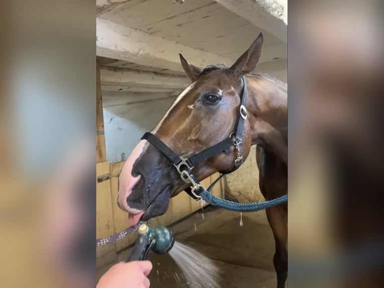 Andra varmblod Hingst 11 år 168 cm Brun in Pelmberg