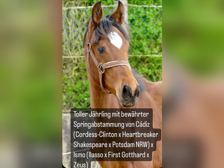 Andra varmblod Hingst 1 år 170 cm Brun in Borgentreich