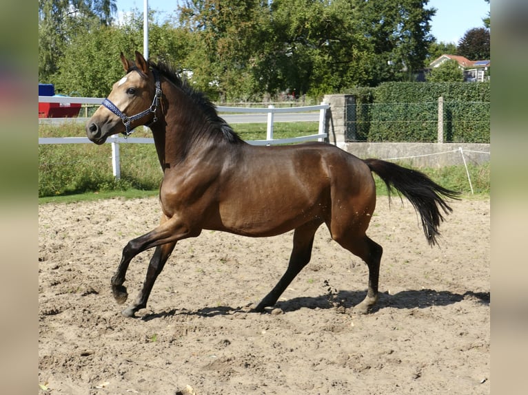 Andra varmblod Hingst 2 år 170 cm Gulbrun in Borgentreich