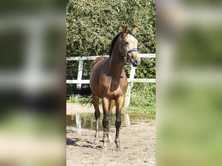 Andra varmblod Hingst 2 år 170 cm Gulbrun in Borgentreich