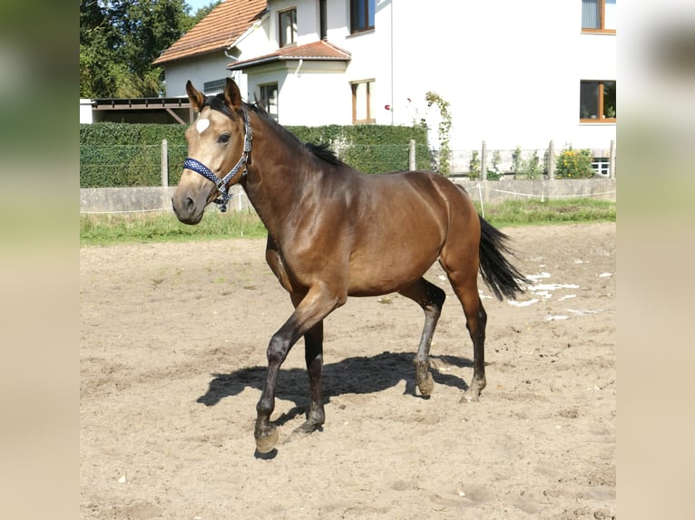 Andra varmblod Hingst 2 år 170 cm Gulbrun in Borgentreich