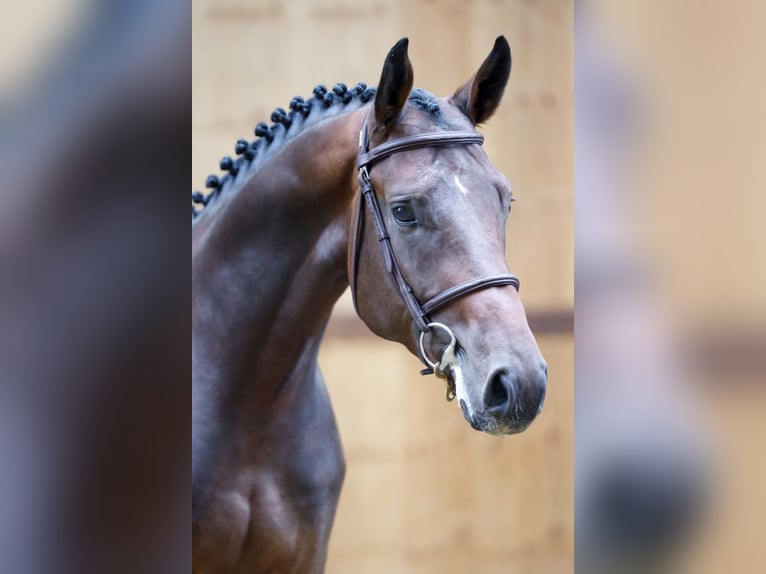 Andra varmblod Hingst 3 år 165 cm Brun in Kinrooi