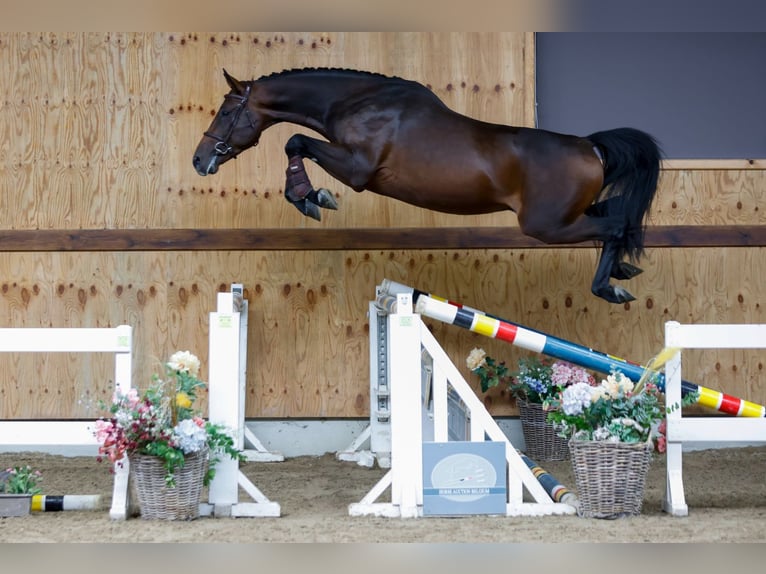 Andra varmblod Hingst 3 år 165 cm Brun in Kinrooi