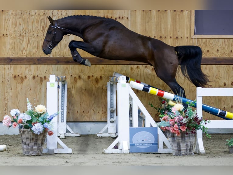 Andra varmblod Hingst 3 år 165 cm Svart in Kinrooi